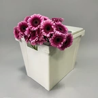 Гермини Изабель бордовый миниатюра 1