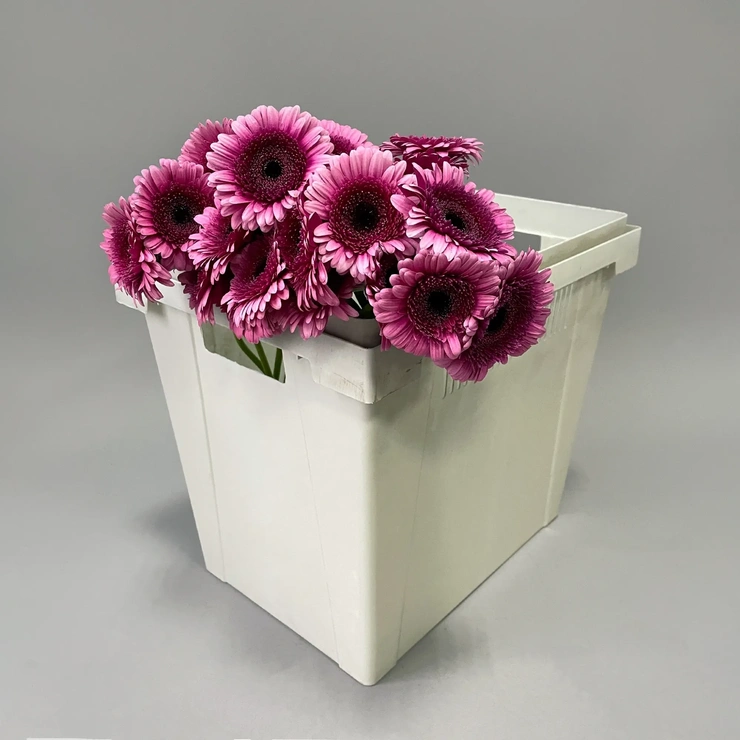 Гермини Изабель бордовый фото 1