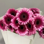 Гермини Изабель бордовый миниатюра 2