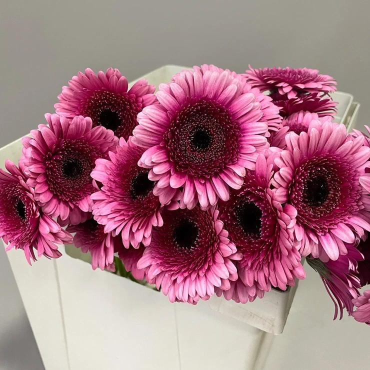 Гермини Изабель бордовый фото 2