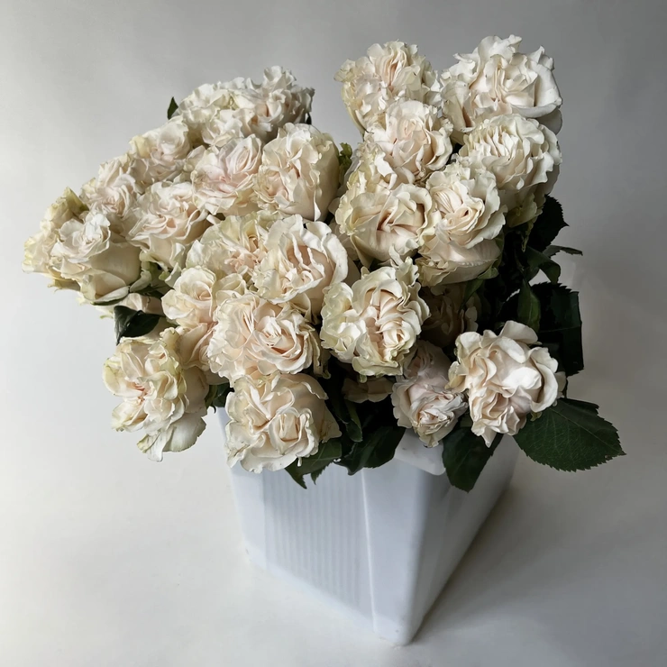 Роза - Коттон Экспрешн белый фото 1