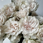 Роза - Коттон Экспрешн белый миниатюра 2