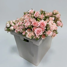 Роза кустовая - Свит Сара розовый