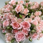 Роза кустовая - Свит Сара розовый миниатюра 2